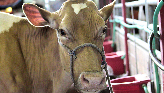 family safe at local fairs