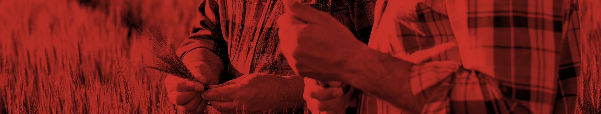 Two male farmers investigating crops in a field with a red overlay