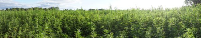Industrial hemp crop hail