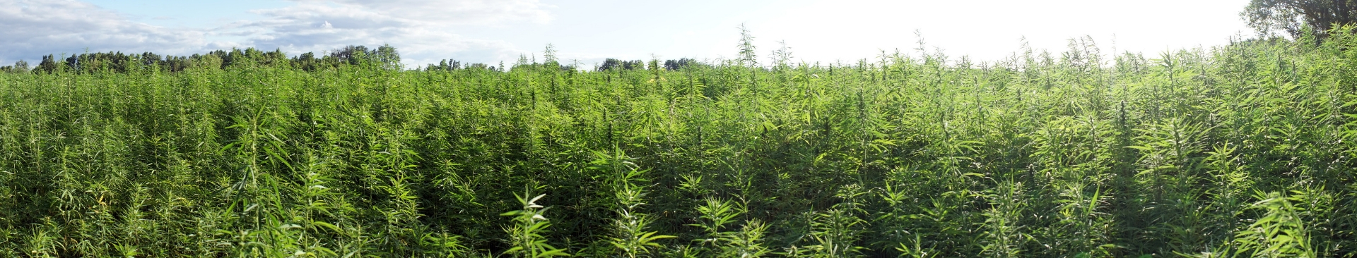 Industrial hemp crop hail