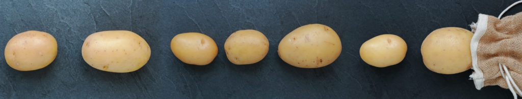 Potatoes in a row