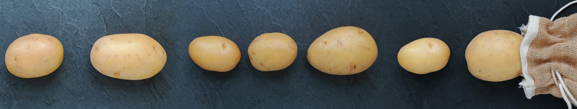 Potatoes in a row