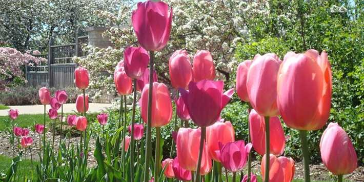 Pink tulips