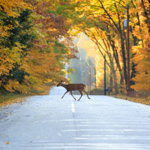 Deer crossing the road in Wisconsin