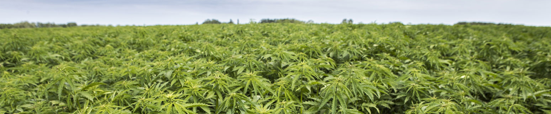 Hemp Crop