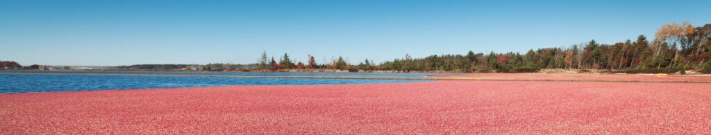 cranberry marsh