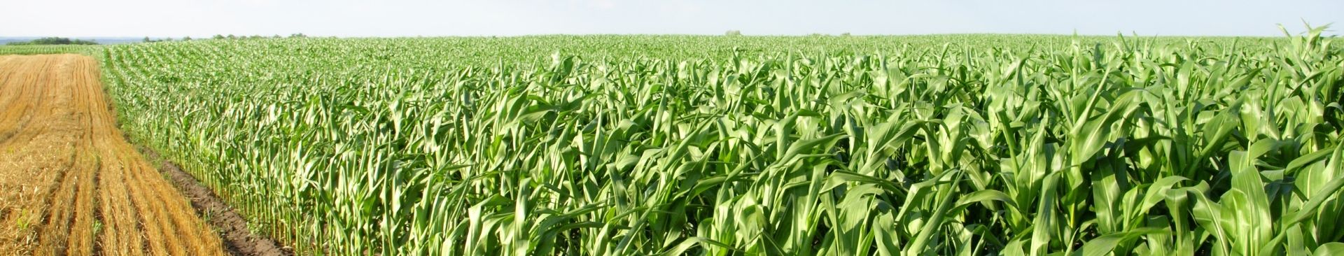 field of corn