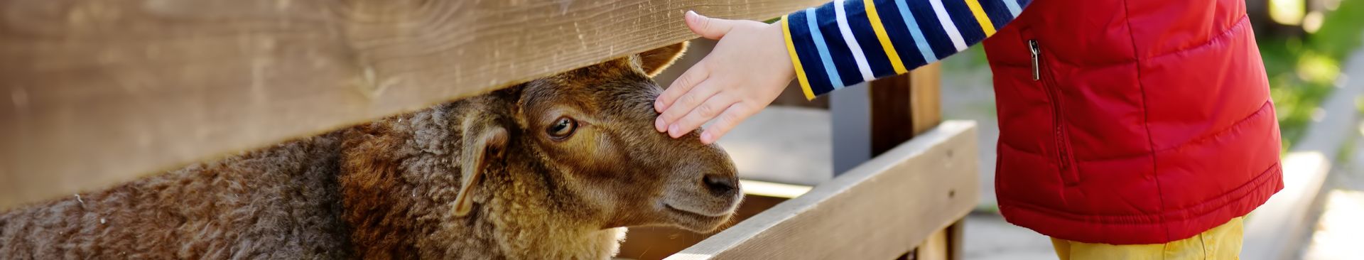 child petting animal