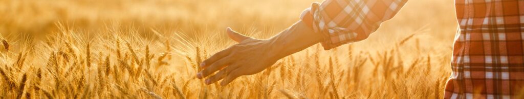 farmer hand in wheat field