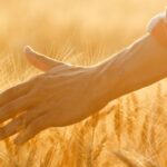 farmer hand in wheat field