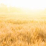 woman standing in wheat field