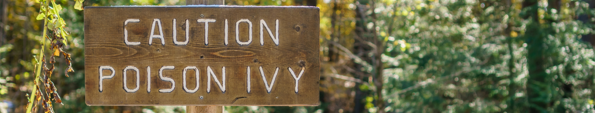 Know how to identify and treat poison ivy