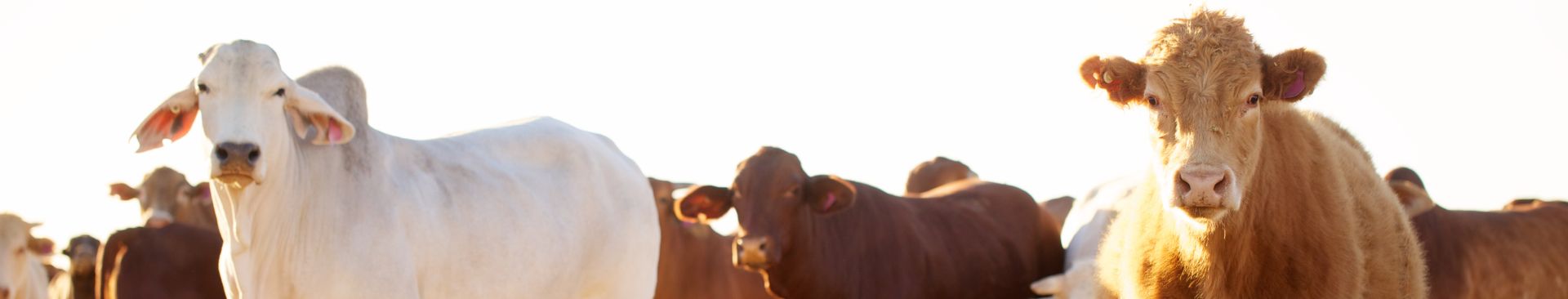 cattle in field