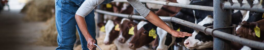 woman petting cow