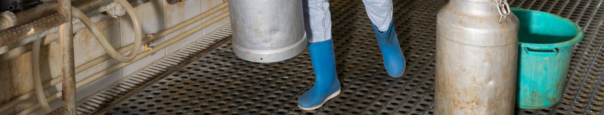 slip resistant mat in milking parlor