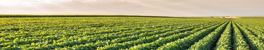 soybean field