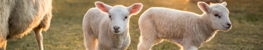 lamb in pasture