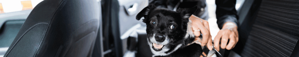 Image of dog being fastened into a car