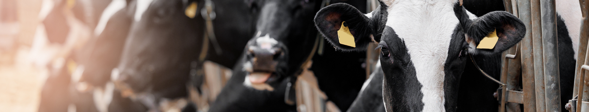 Image of dairy cows feeding